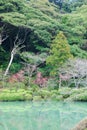 Japanese water garden