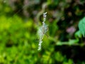 Japanese weaver spider on its web 3 Royalty Free Stock Photo