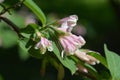 Japanese weigela