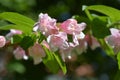 Japanese weigela