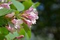 Japanese weigela