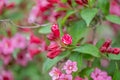 Japanese Weigela japonica, rosey-red buds and flowers