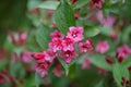 Japanese Weigela japonica, rosey-red, tubular inflorescence and leaves