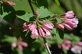 Japanese weigela