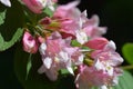 Japanese weigela