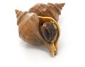 Japanese whelk Royalty Free Stock Photo