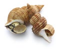 Japanese whelk Royalty Free Stock Photo