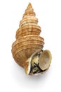 Japanese whelk