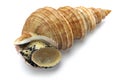 Japanese whelk Royalty Free Stock Photo