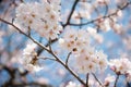 Japanese white cherry blossom in spring