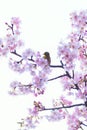 Japanese White Eye Bird on Pink Cherry blossom tree Royalty Free Stock Photo