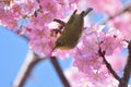 Japanese White Eye Bird on blooming Pink Cherry blossom tree Royalty Free Stock Photo