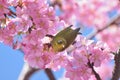 Japanese White Eye Bird on blooming Pink Cherry blossom tree Royalty Free Stock Photo