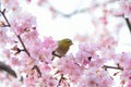 Japanese White Eye Bird on blooming Pink Cherry blossom tree Royalty Free Stock Photo