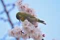 Japanese White Eye Bird on blooming White Plum blossom tree