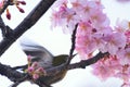 Japanese White Eye Bird on Pink Cherry blossom tree Royalty Free Stock Photo