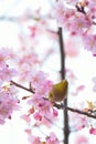 Japanese White Eye Bird on Pink Cherry Blossom tree Royalty Free Stock Photo