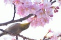 Japanese White Eye Bird on Pink Cherry Blossom tree Royalty Free Stock Photo
