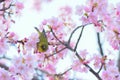 Japanese White Eye Bird on Pink Cherry Blossom tree Royalty Free Stock Photo