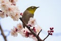 Japanese White Eye Bird on White Plum blossom tree