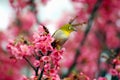 Japanese White Eye on a Cherry Blossom Tree Royalty Free Stock Photo