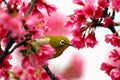 Japanese White Eye on a Cherry Blossom Tree Royalty Free Stock Photo