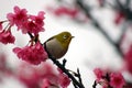 Japanese White Eye on a Cherry Blossom Tree Royalty Free Stock Photo