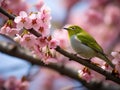 Japanese White Eye on a Cherry Blossom Tree Royalty Free Stock Photo