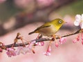 Japanese white-eye and cherry blossoms