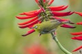 Japanese White Eye Formal Name: Zosterops japonicus