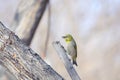 Japanese White-eye