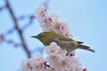 Japanese White Eye Bird on blooming White Plum blossom tree