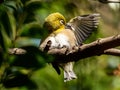 Japanese white-eye preening in a tree 1