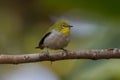 Japanese White Eye standing still on a branch