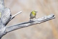 Japanese White-eye