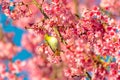 Japanese White-eye Zosterops japonicus on a Cherry blossom