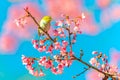 Japanese White-eye Zosterops japonicus on a Cherry blossom