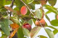 Japanese white eye (Zosterops japonicus)