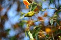 Japanese white eye (Zosterops japonicus)