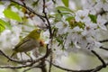 Japanese white eye (Zosterops japonicus)