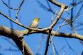 Japanese white-eye Zosterops japonicus perching on tree