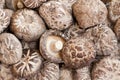 Japanese White Flower Mushrooms II