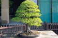 Japanese white pine  bonsai tree in Omiya bonsai village Royalty Free Stock Photo