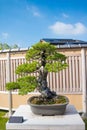 Japanese white pine  bonsai tree in Omiya bonsai village Royalty Free Stock Photo