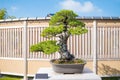 Japanese white pine  bonsai tree in Omiya bonsai village Royalty Free Stock Photo