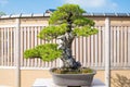 Japanese white pine  bonsai tree in Omiya bonsai village Royalty Free Stock Photo