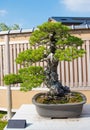 Japanese white pine  bonsai tree in Omiya bonsai village Royalty Free Stock Photo