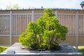 Japanese white pine  bonsai tree in Omiya bonsai villege Royalty Free Stock Photo