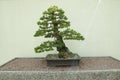 Japanese White Pine Bonsai Tree Royalty Free Stock Photo