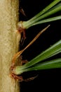 Japanese White Pine (Pinus parviflora 'Glauca'). Leaf Fascicle Sheath Closeup